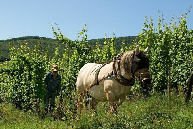 Alsace wine tour and medieval villages. Small group guided tour - Ribeauville and Kientzheim: more villages, more ways to taste
