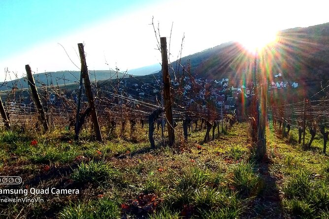 Alsace wine tour and medieval villages. Small group guided tour - What you get for the price: tastings, access, and a guide who answers