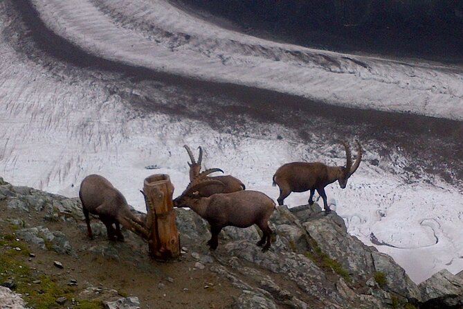 Attraction Ticket: Zermatt to Mount Gornergrat Summit - How flexible return trains make or break your day