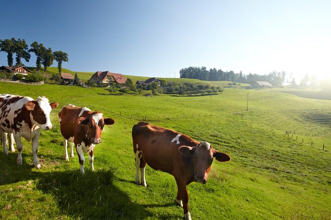 Bern Small-Group Day Trip from Zurich Including Cheese Tasting - How to plan your day so it feels relaxed, not rushed