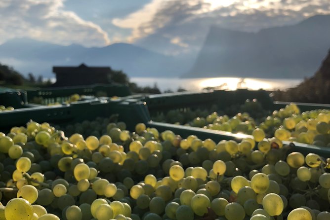 Cheese, Chocolate and Wine in the Bern Region from Luzern - The Guide, the Group, and Why the Timing Works