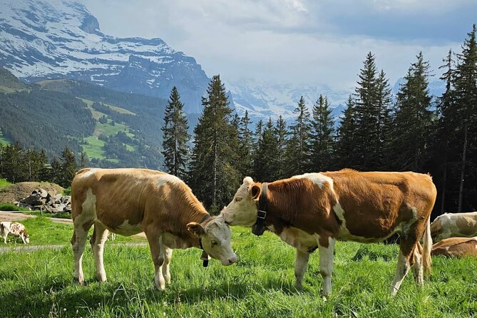 Easy countryside tour in Swiss Alps - kids friendly - Quick highlights