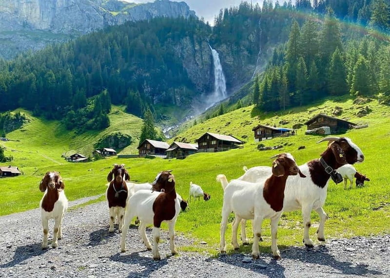 Explore Swiss Villages: Interlaken-Grindelwald(Private Tour) - Key highlights you’ll feel right away