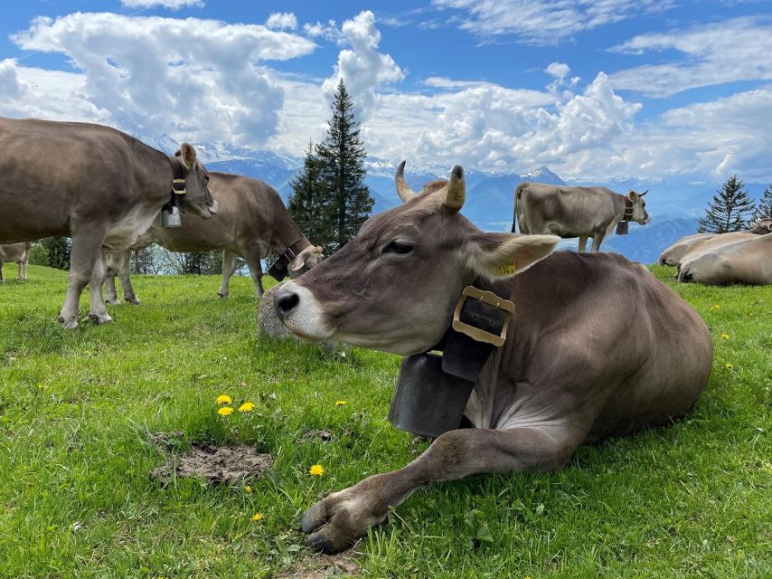 From Lucerne: Mount Rigi Day Trip with Cruise and Cable Car - Timing, meeting point, and how to avoid small-day frustrations
