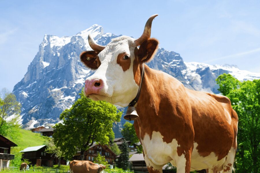 From Zurich: Chocolate and Cheese Tour in Appenzell - Key highlights worth marking on your map