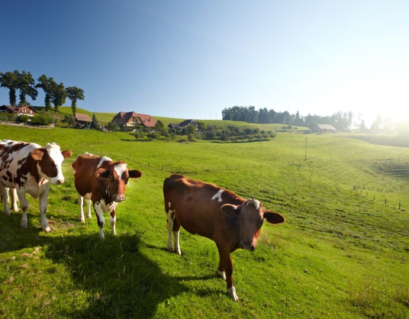 From Zurich/Lucerne: Berne Capital and Countryside Day-Trip - Trubschachen and Kambly Experience: The Biscuit Tasting Stop You’ll Talk About Later