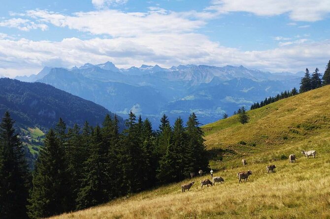 Full-Day Hiking Swiss Alps and Lake swim with Pick-up - Lake Lucerne Stop: Swim Time, Bistro Backup, and a Smart Reset