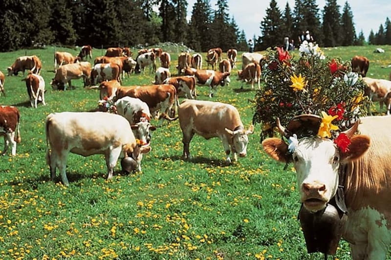 Geneva: Gruyères Tour with Chocolate, Cheese & Golden Train - Quick practical tips so the day stays fun