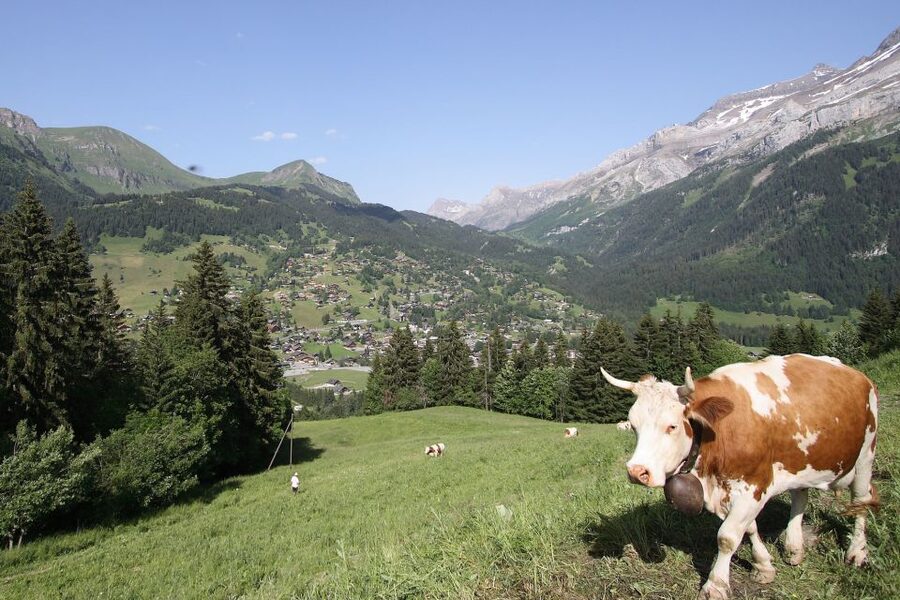 Glacier 3000: High Level Experience Private Tour - Gold option: snow-bus ride, Space Refuge snack, and the Alpine Coaster