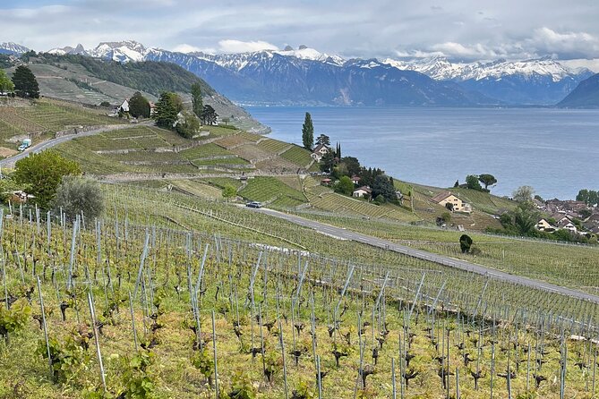 Gourmet Food and Wine Tasting Walk in Lavaux - Riex and the terraced vineyards of the cœur de Lavaux