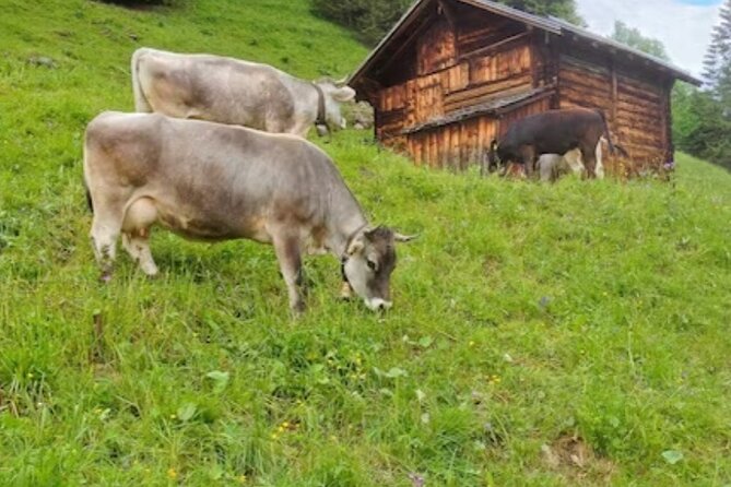 Grindelwald, Lauterbrunnen Lungern Interlaken Semi-Private - Price and value: what $292.46 buys you from Zurich