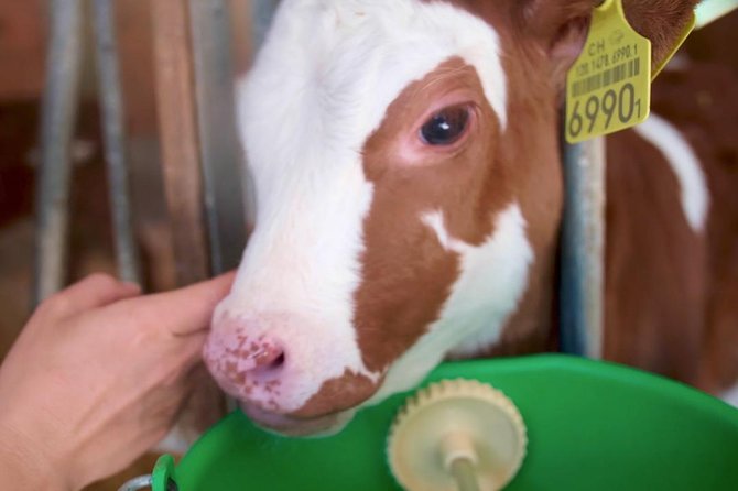 Interlaken 3-Hour Guided E-Bike Tour with a Farm and Ancient Villages Visit - The farm stop: meet the animals, taste fresh milk, and slow down