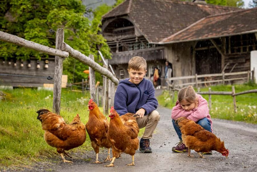Interlaken: Admission ticket for the Ballenberg Open-Air Museum - Food at the Museum: Restaurants, Picnic Areas, and Wood-Fired Bread