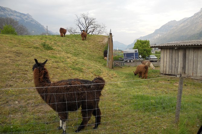 Interlaken Private Tour: Mountains Cows, Thun Lake, and Brienz Lake - Price and value: $476.90 per group for a private morning circuit