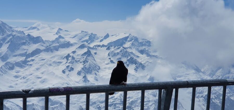 Mount Titlis Glacier World Private Day Trip from Basel - Should you book the Mount Titlis Glacier World Private Day Trip from Basel?