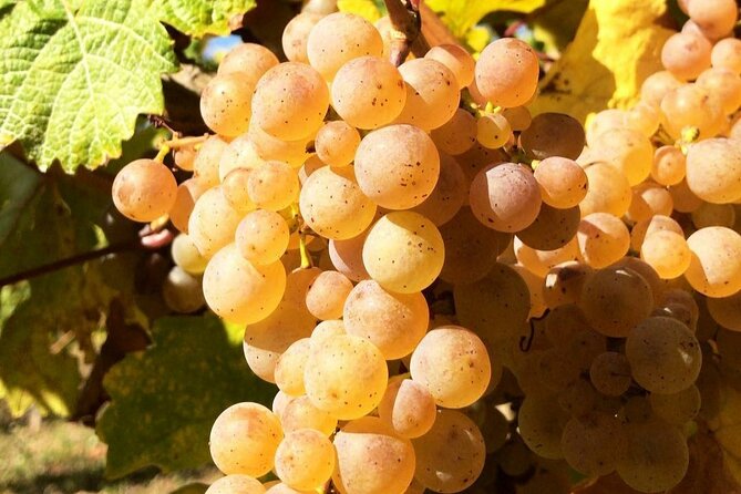 Pinot Noir & Pinot Wine Tour to Baden-Württemberg - Price and value: is $379.80 per person worth it