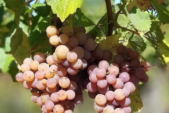 Pinot Noir & Pinot Wine Tour to Baden-Württemberg - Bad Krozingen’s family winery, where Pinot Noir is the headline