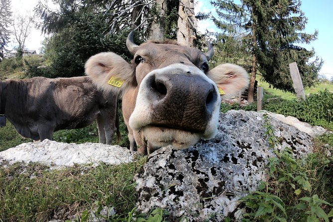 Private Guided Day Trip to Pilatus - Price and Value: What You’re Paying For