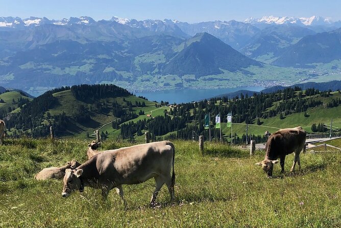 Private Guided Hike on Mt. Rigi with Farm Visit and BBQ - Returning by Boat: Why the End of the Day Feels Special
