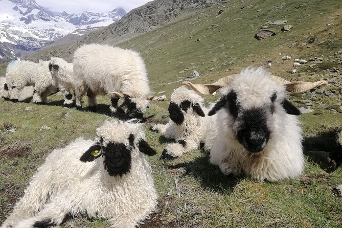 Private Mt. Gornergrat and Zermatt Tour - Who this tour fits best, and who should be careful