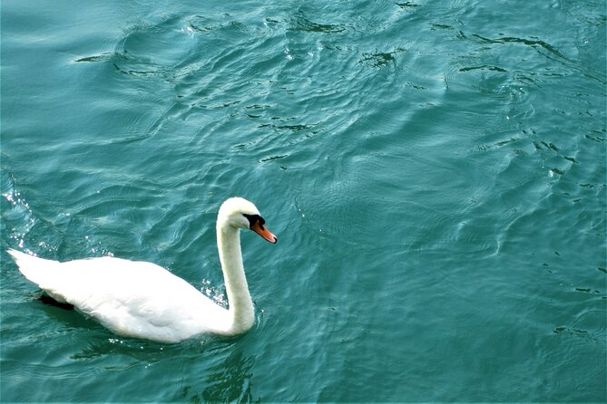 (STTG04) - Sightseeing Cruise at Geneva with Wine and Aperitif - The route overview: Jet d’Eau, Bains des Pâquis, and famous shorelines
