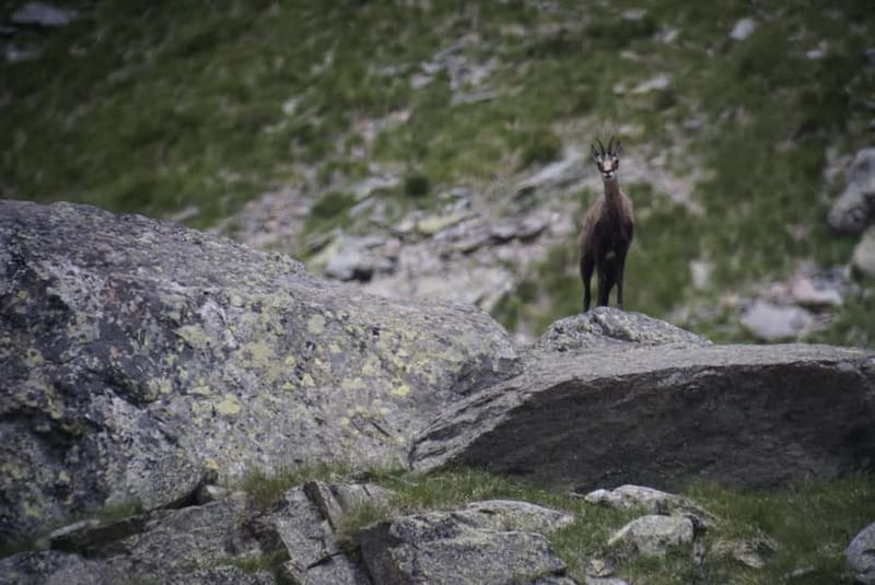 Switzerland: Private nature safari with a local guide. Check out the Alps, lakes, and more - Key highlights to look for