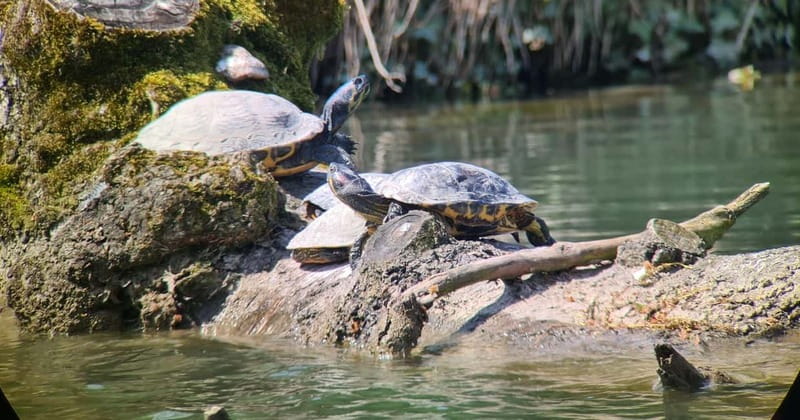 Switzerland: Private nature safari with a local guide. Check out the Alps, lakes, and more - Wildlife and birds you might spot, guided by an ornithologist