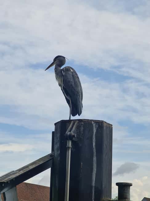 Switzerland: Private nature safari with a local guide. Check out the Alps, lakes, and more - Binoculars and telescope time, how to see more than you think you can