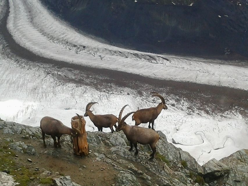 Zermatt Village Walk and Mt. Gornergrat Private Day Trip - Hotel Monte Rosa and the Matterhorn First Ascent Story