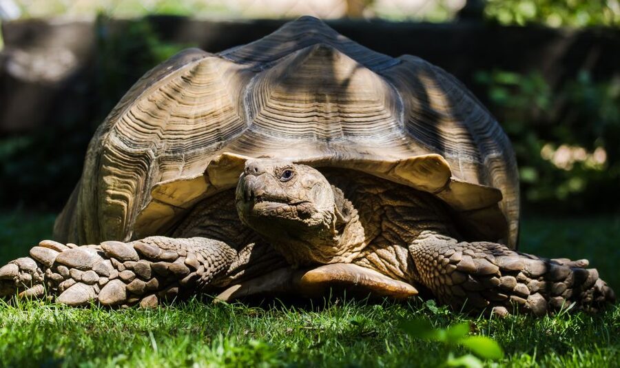 Zoo al Maglio: 1-Day Ticket for the Jungle of Ticino - Key highlights you’ll actually care about