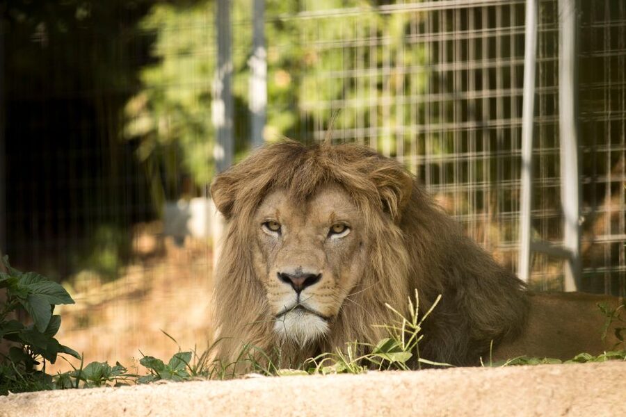 Zoo al Maglio: 1-Day Ticket for the Jungle of Ticino - Accessibility and timing for a stress-free visit