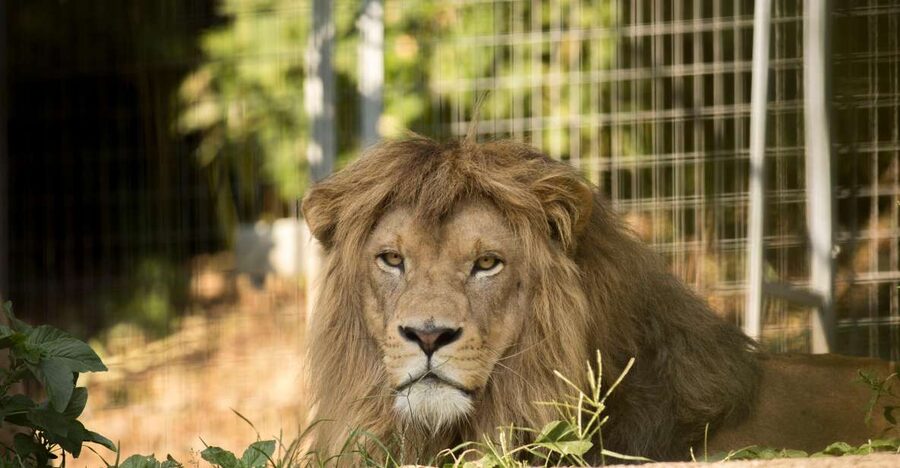 Zoo al Maglio: 1-Day Ticket for the Jungle of Ticino - Your 2-hour game plan inside the zoo grounds