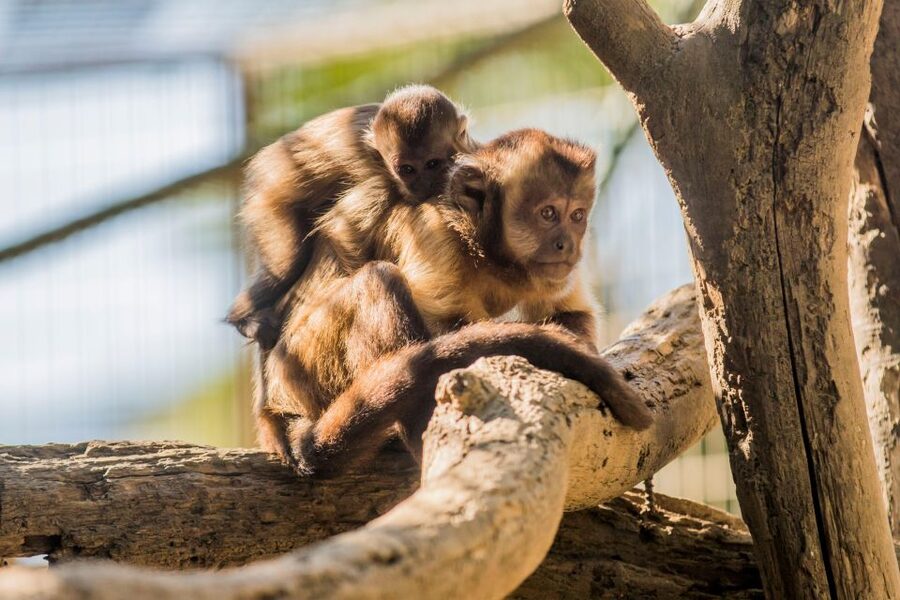 Zoo al Maglio: 1-Day Ticket for the Jungle of Ticino - The animal lineup: lions, leopards, Wallabys, monkeys, and farm friends