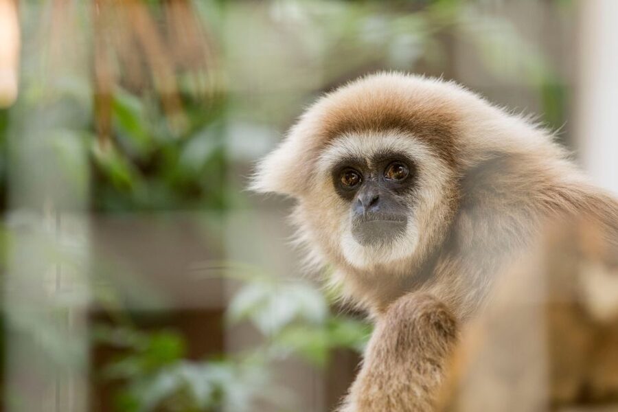 Zoo al Maglio: 1-Day Ticket for the Jungle of Ticino - Kids, attractions, and conservation education without the heavy lecture
