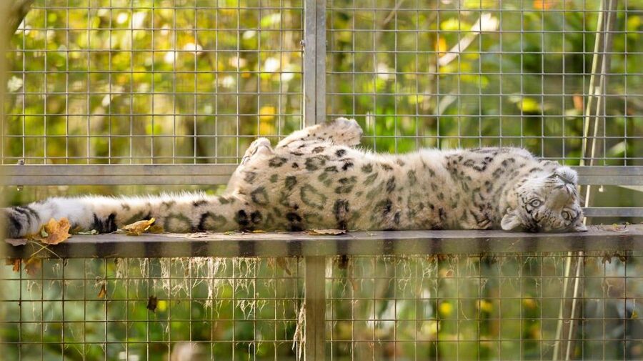Zoo al Maglio: 1-Day Ticket for the Jungle of Ticino - Sustainability at Zoo al Maglio, the behind-the-scenes you can support