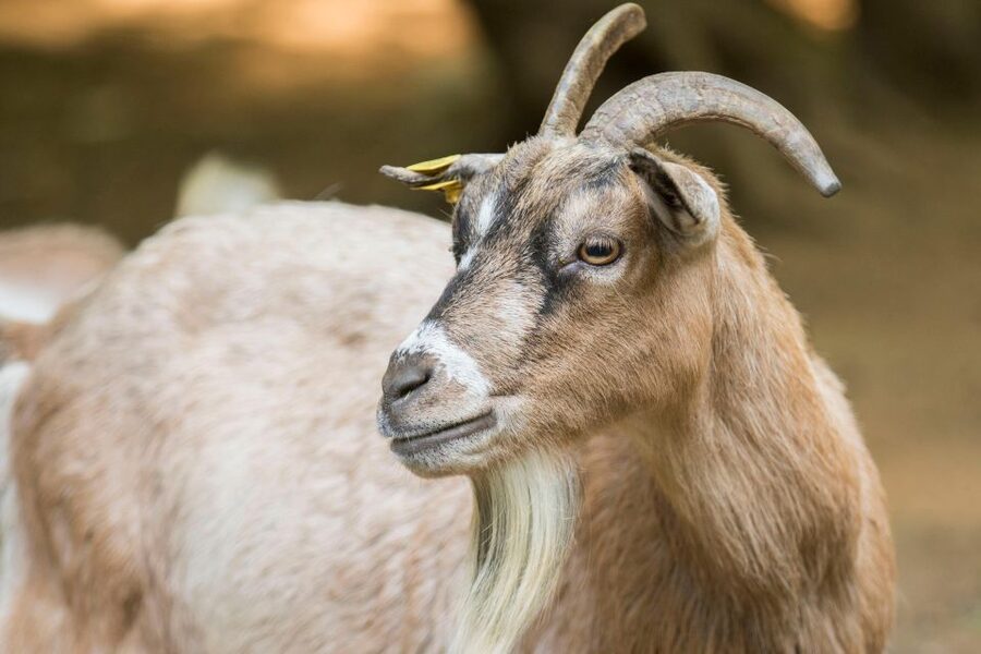 Zoo al Maglio: 1-Day Ticket for the Jungle of Ticino - Price and value: is $18 for a Ticino zoo a good deal?