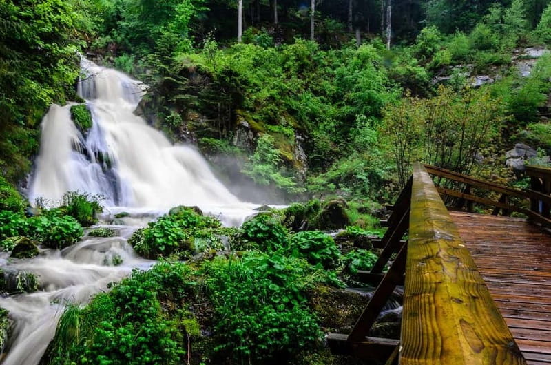 Zürich/Lucerne: Rhine Falls, Titisee & Black Forest Day Trip - Titisee Lake free time: the part you will slow down for