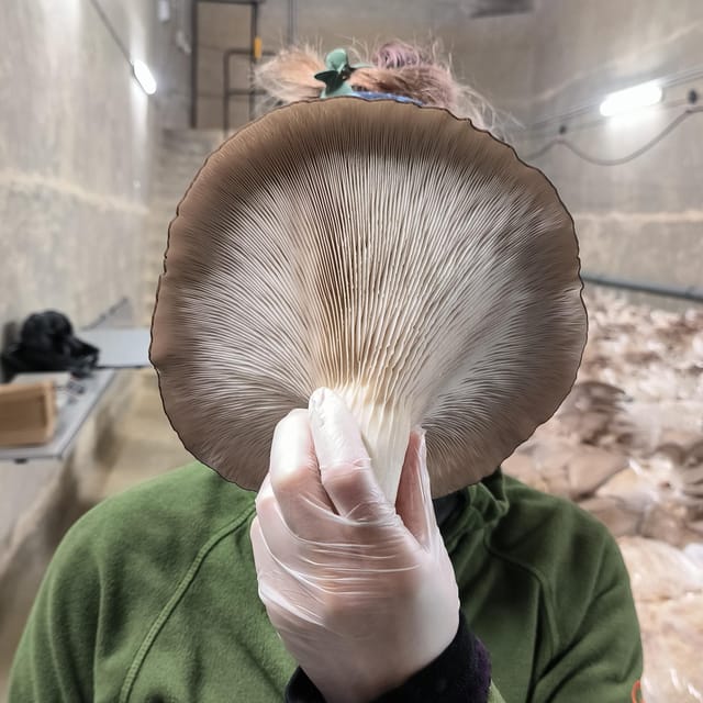 Zurich's best-kept secret: the hidden world of mushrooms! - Key things I’d plan around