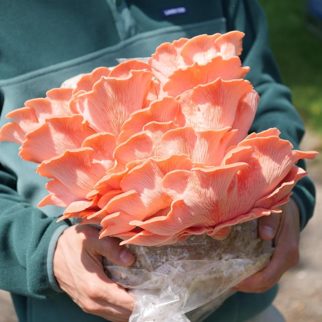 Zurich's best-kept secret: the hidden world of mushrooms! - FAQ
