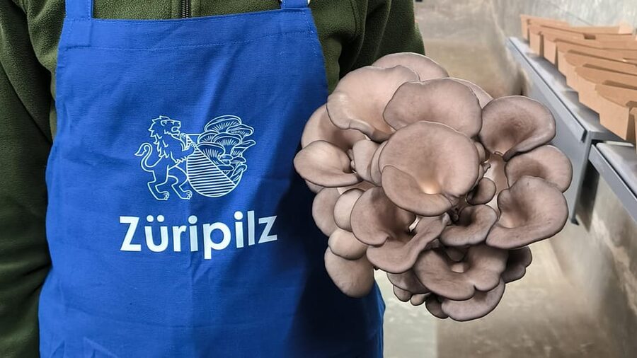 Zurich's best-kept secret: the hidden world of mushrooms! - Inside an Urban Mushroom Farm in a Disused Water Reservoir
