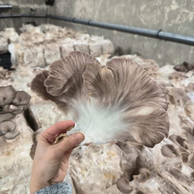 Zurich's best-kept secret: the hidden world of mushrooms! - Sustainable Urban Cultivation That Makes Sense in Ecological Cycles