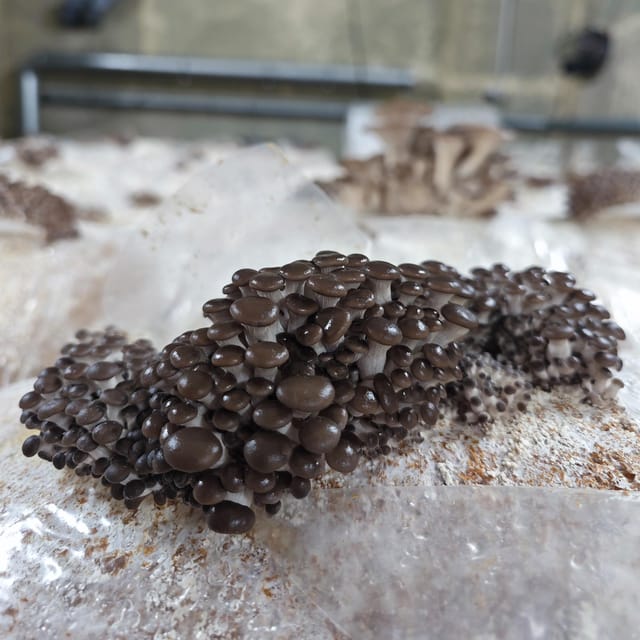 Zurich's best-kept secret: the hidden world of mushrooms! - What You Can Buy and Take Home (Fresh Mushrooms and a Grow Box)
