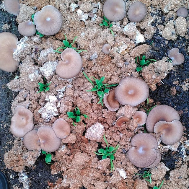 Zurich's best-kept secret: the hidden world of mushrooms! - Price and Value for $89, Plus Group Size and Languages