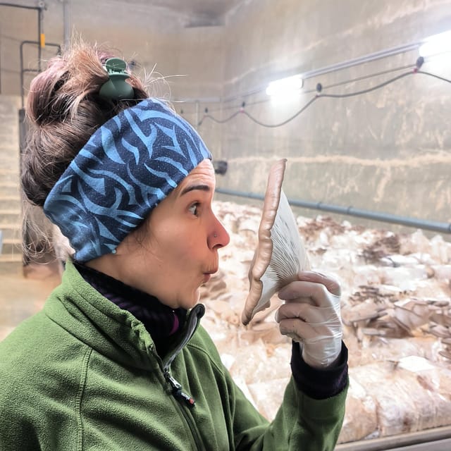 Zurich's best-kept secret: the hidden world of mushrooms! - Should You Book the Züripilz Mushroom Tour?
