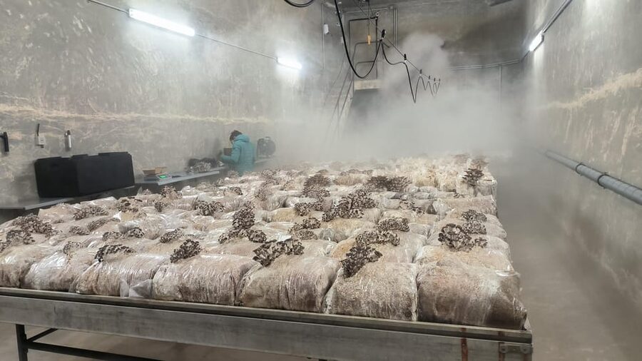 Zurich's best-kept secret: the hidden world of mushrooms! - The 2-Hour Flow, From Substrate to Harvest